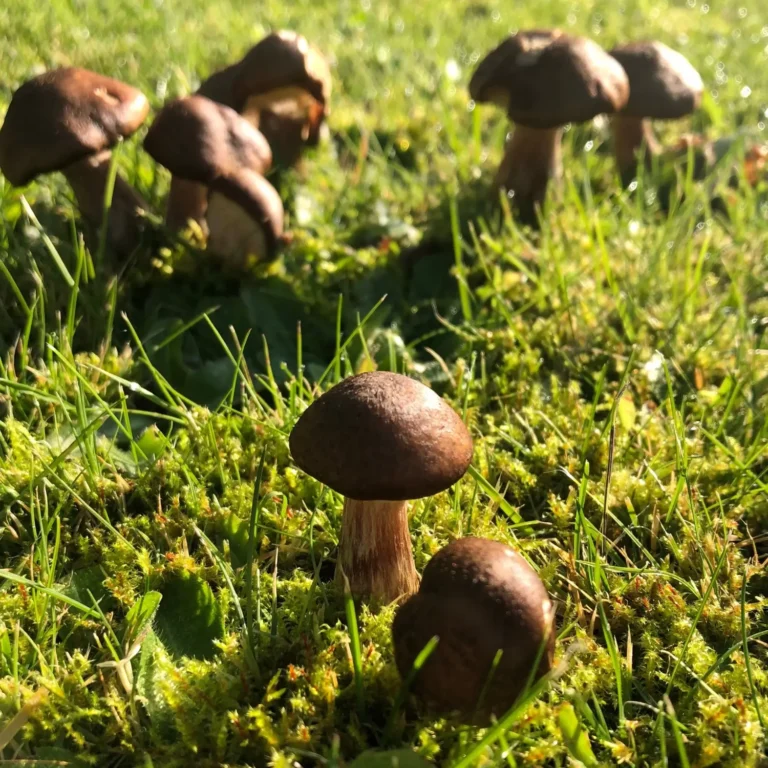 foraged mushrooms ready to cook in a recipe