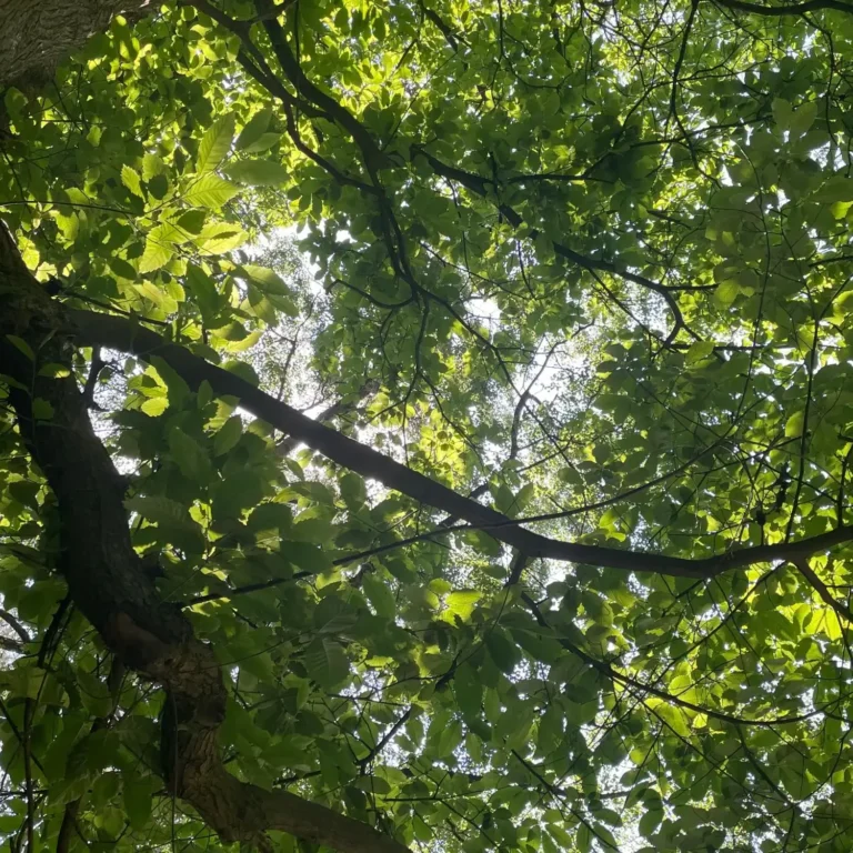 Beginner’s Guide to UK Foraging Laws (Without the Legal Jargon)
