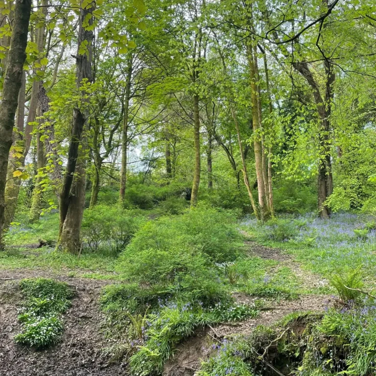 Where Can I Forage? A Friendly Guide to Finding Local Wild Spots
