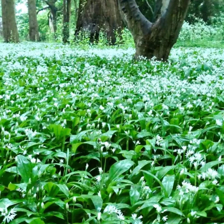 Foraging Guide: Wild Garlic