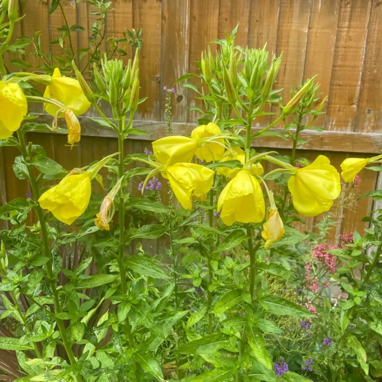 How To Forage Evening Primrose