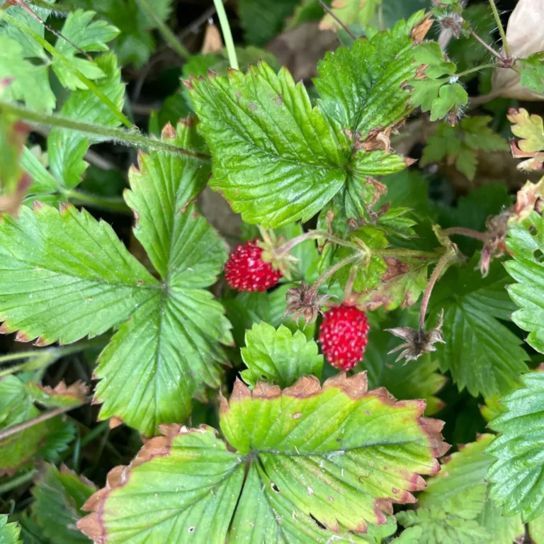 How To Forage Wild Strawberries