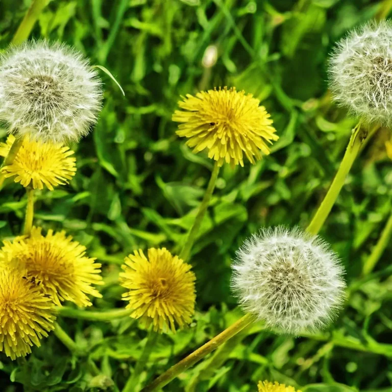 Foraging Guide: Dandelions