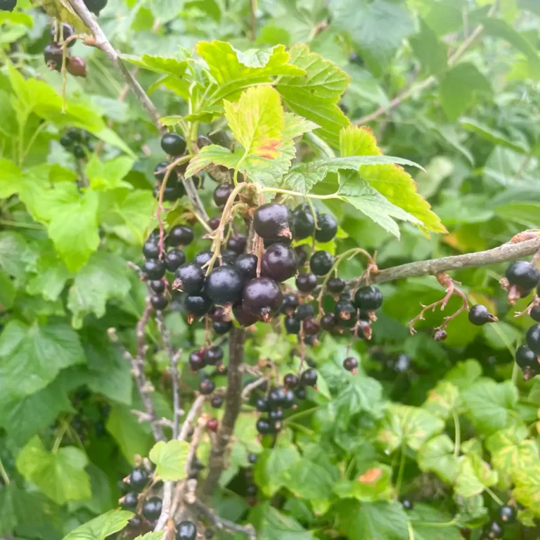 Foraging Guide: Blackcurrants