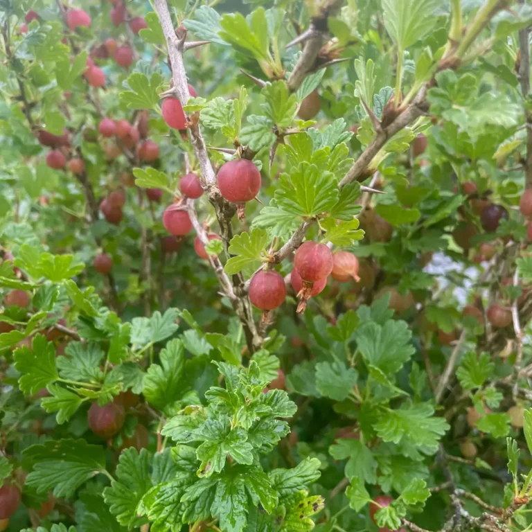 Foraging Guide: Gooseberries