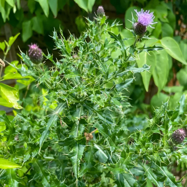How to Forage Thistles